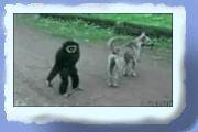 abe06.gif