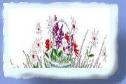 blomst13.gif