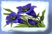 nyblomst3.gif